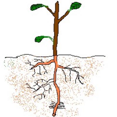 La estructura de el tallo y la raíz de las plantas.