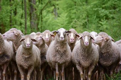 #227 Elever #227 Elever