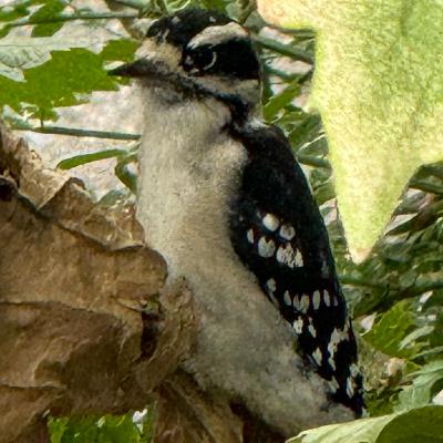 Mostly Good Environmental News #2 Mostly Good Environmental News #2