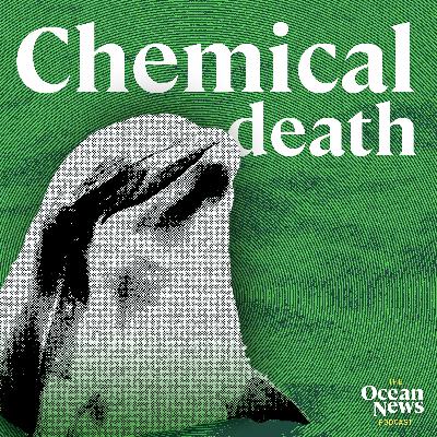 BANNED Chemicals To Blame for Dolphin Deaths - The Ocean News Podcast