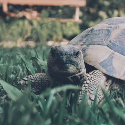 Tortoises