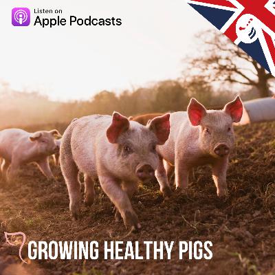 Antibiotic use in the pig sector - is the industry going in the right direction?