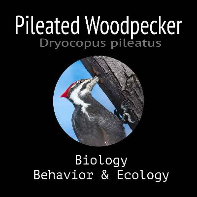 Pileated Woodpecker - Biology, Behavior and Ecology