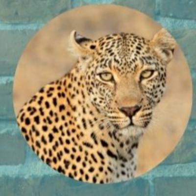 Ifa Animals Leopard