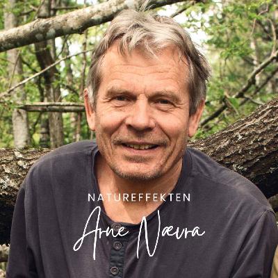 Arne Nævra Arne Nævra