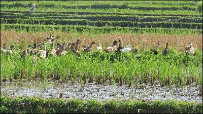 Aquaculture as the Key to Sustainable Seafood
