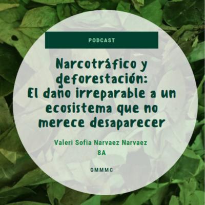 Narcotráfico y deforestación: el daño irreparable a un ecosistema que no merece desaparecer.