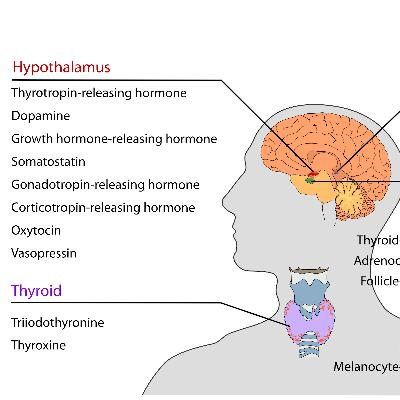 09 – Endocrine System