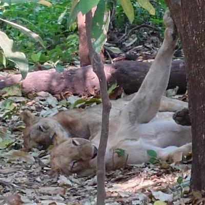 74歳ゴッドファーザー(父)の世界観を変えた‼️タンザニアのサファリ🦁