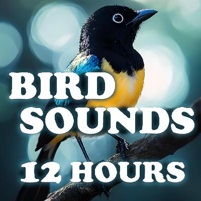 Rolling Hills & Bird Sounds - 12 Hours of Peaceful Nature