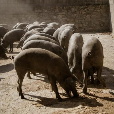 Índice Nacional de alimentación de porcino ibérico de febrero 2026
