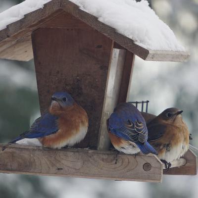 Birding Then and Now Birding Then and Now