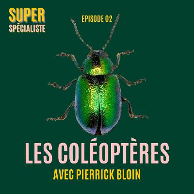 Les coléoptères, avec Pierrick Bloin