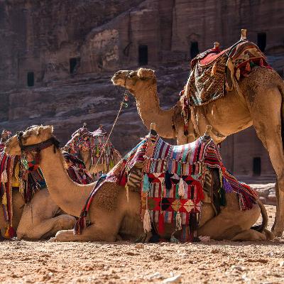 The Camels Are Coming