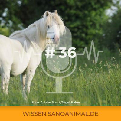 Sanoanimal Podcast #36 – EMS – Hilfe, mein Pferd ist zu dick