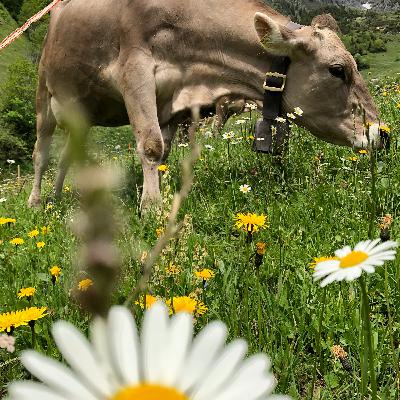 Ziegen und Kuhglockengeläut