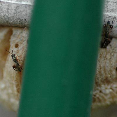 Podagrion, a passe-muraille wasp Podagrion, a passe-muraille wasp