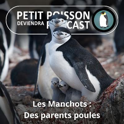 S05E17 Les Manchots : Des parents poules (Mathilde Chevallay) S05E17 Les Manchots : Des parents poules (Mathilde Chevallay)