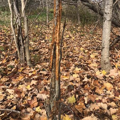 Ep. 277 : Signs of the White-tailed Deer Rut