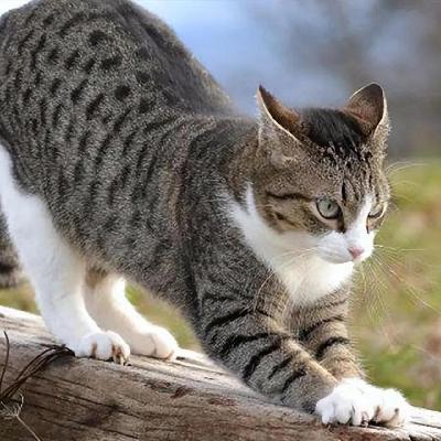 那只狸花猫走了（五年级）