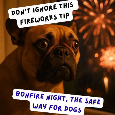 Episode #2.43 - Fireworks Night: How to Keep Your Dog Calm, Safe and Happy