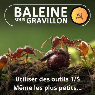 S07E31 Les outils des animaux 5/5 : De l'éléphant à la fourmi