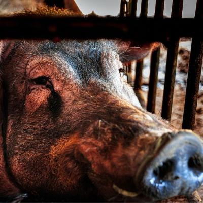 Índice Nacional de porcino ibérico de la semana 8 de 2026
