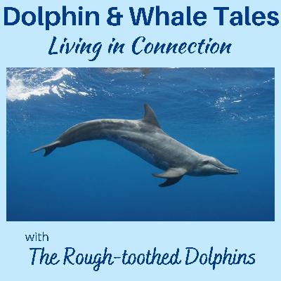 18  Living in Connection with the Rough-toothed Dolphins