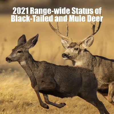 S4 E10 - 2021 Range-wide Status of Black-Tailed and Mule Deer with Jim Heffelfinger and Joel Pedersen S4 E10 - 2021 Range-wide Status of Black-Tailed and Mule Deer with Jim Heffelfinger and Joel Pedersen