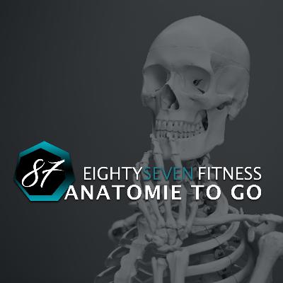 Die Knochen des Fußes