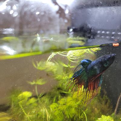 Dinos auf der Arche Noah