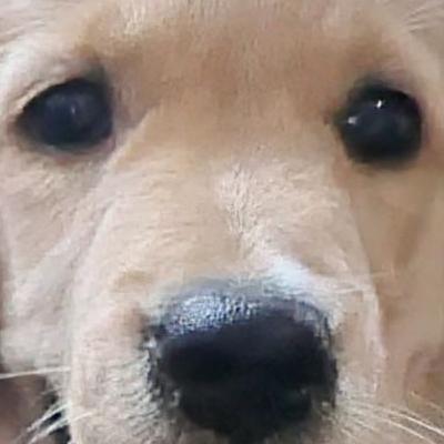 Wonder Pets - Chapter 20 - Secret REVEALED