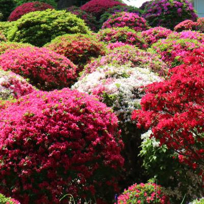 中国語podcastを始めます！