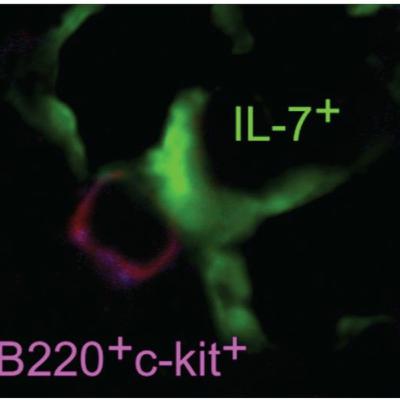 T-Cell Activation, Helper Subset Differentiation, and Memory (immunology part 10)