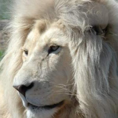 קדן והאריות הלבנים של דרום אפריקה 🦁 קדן והאריות הלבנים של דרום אפריקה 🦁