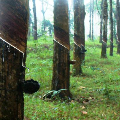 Odc.16 Meksyk  "Indiańscy piłkarze, czyli historia kaloszy"