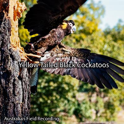 Yellow Tailed Black Cockatoos (field recording)