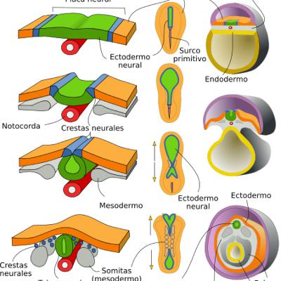 Gastrulación y Neurulación