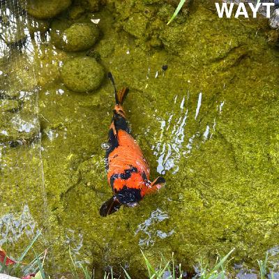 WAYT EP. 313 WAYT EP. 313