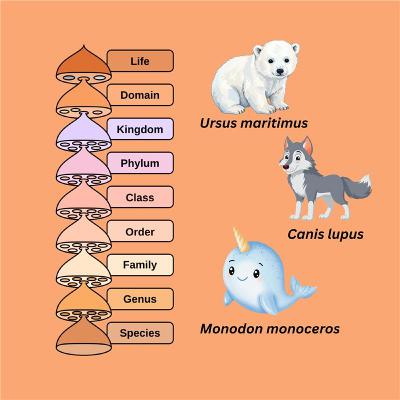 Taxonomy & Latinske navne Taxonomy & Latinske navne