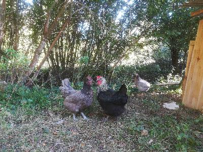 [Nouvelles du projet] Les leçons sur les humains, sur le développement du projet et sur les animaux 4/4