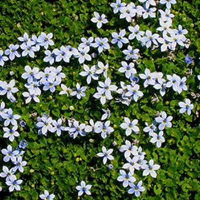 Planta cubre terrenos