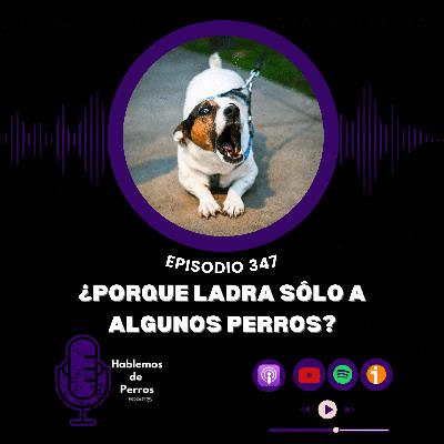 EP#347: Porqué ladra solo a algunos perros?