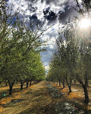 Pulling Past Almond Irrigation Lessons Forward at the Nickels Soil Lab