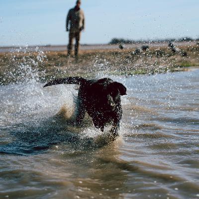E 273. Pre-winter Training & Dog Training Advice E 273. Pre-winter Training & Dog Training Advice