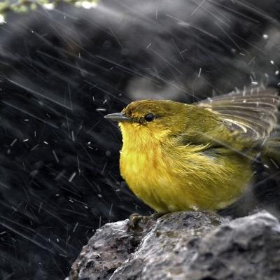 Piedritas en el zapato Piedritas en el zapato