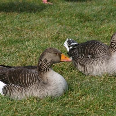 Terry Goes On A Wild Goose Chase In Co. Wicklow