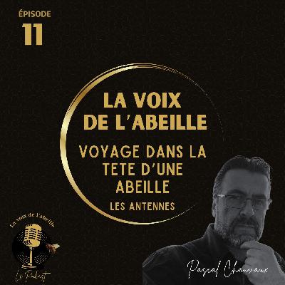 #11 - Voyage dans la tête d'une abeille épisode 2
