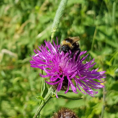 August BeeWalk at Keiss Harbour » Katy Malone August BeeWalk at Keiss Harbour » Katy Malone