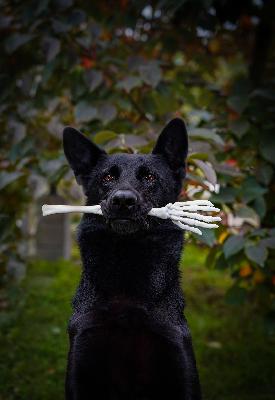 YFD 002: Preparing Your Dog for Halloween
